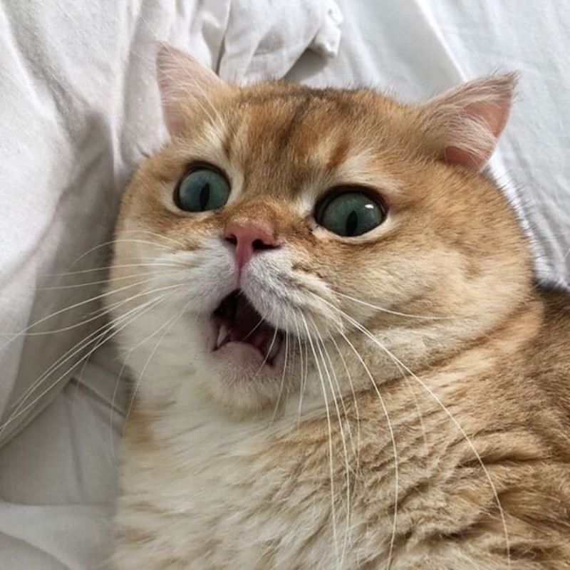 Avatar mèo vô tri lầy lội đáng yêu - 3