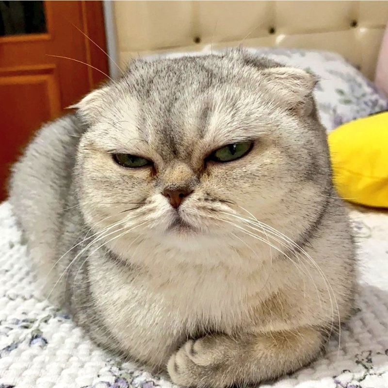 Avatar mèo vô tri lầy lội đáng yêu - 4