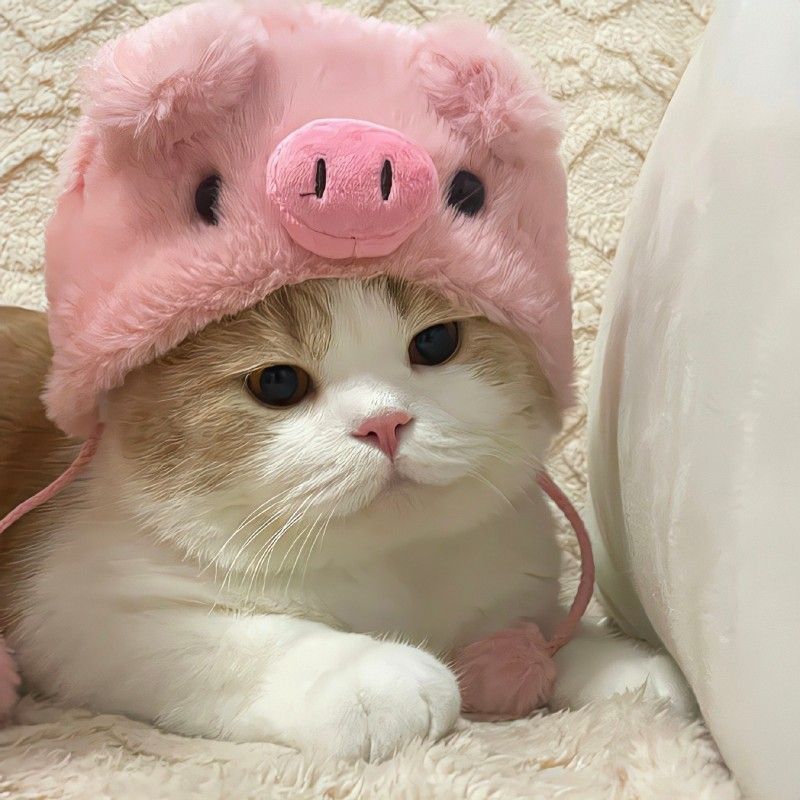 Avatar mèo vô tri lầy lội đáng yêu - 6