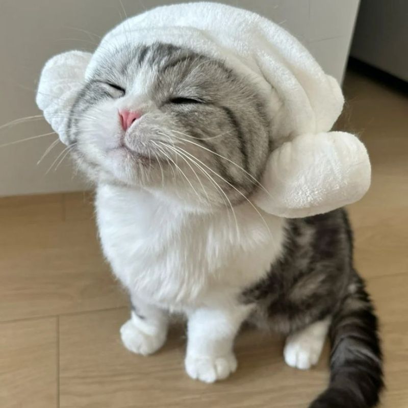 Avatar mèo vô tri lầy lội đáng yêu - 8