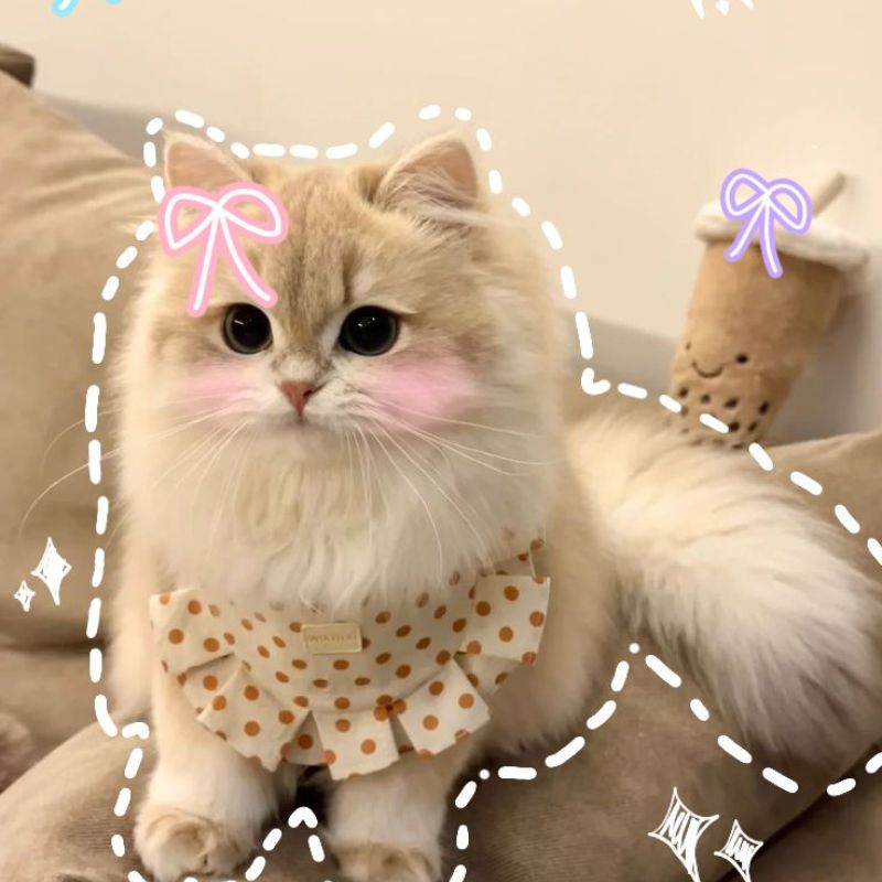 Avatar mèo vô tri dễ thương - 3