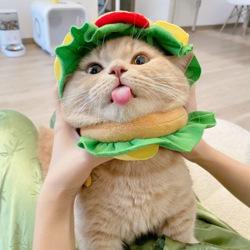 Avatar mèo vô tri lầy lội đáng yêu - 9