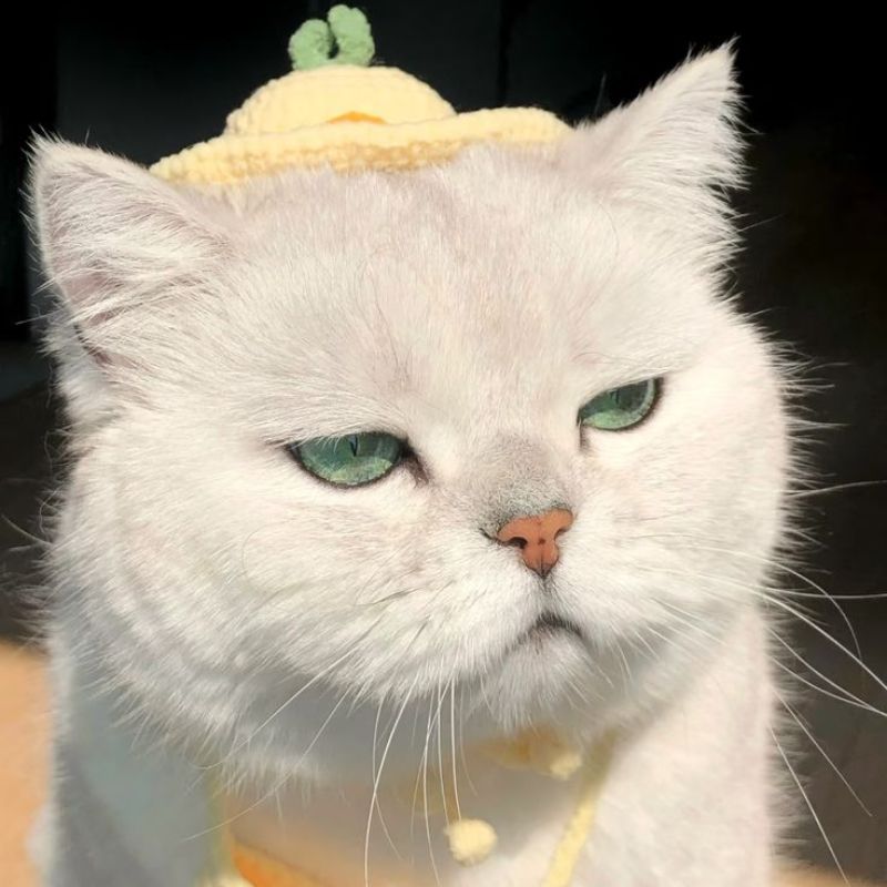 Avatar mèo vô tri lầy lội đáng yêu - 10