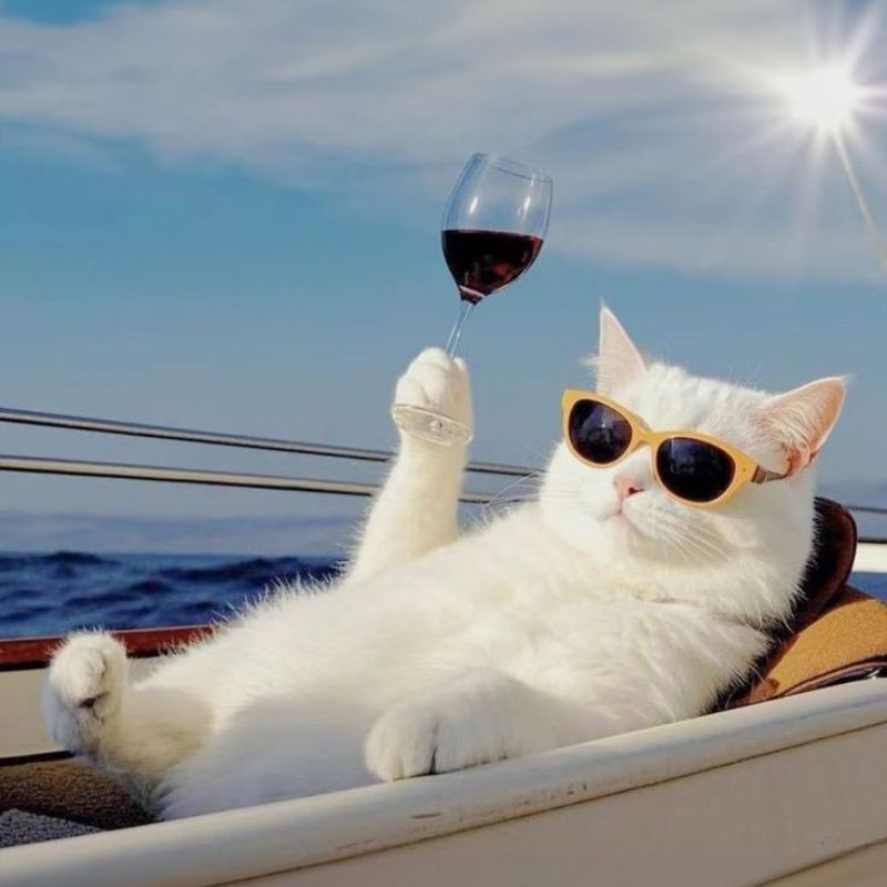 Avatar mèo vô tri ngầu - 3