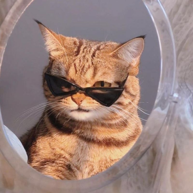 Avatar mèo vô tri ngầu - 6