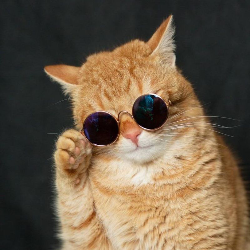 Avatar mèo vô tri ngầu - 7