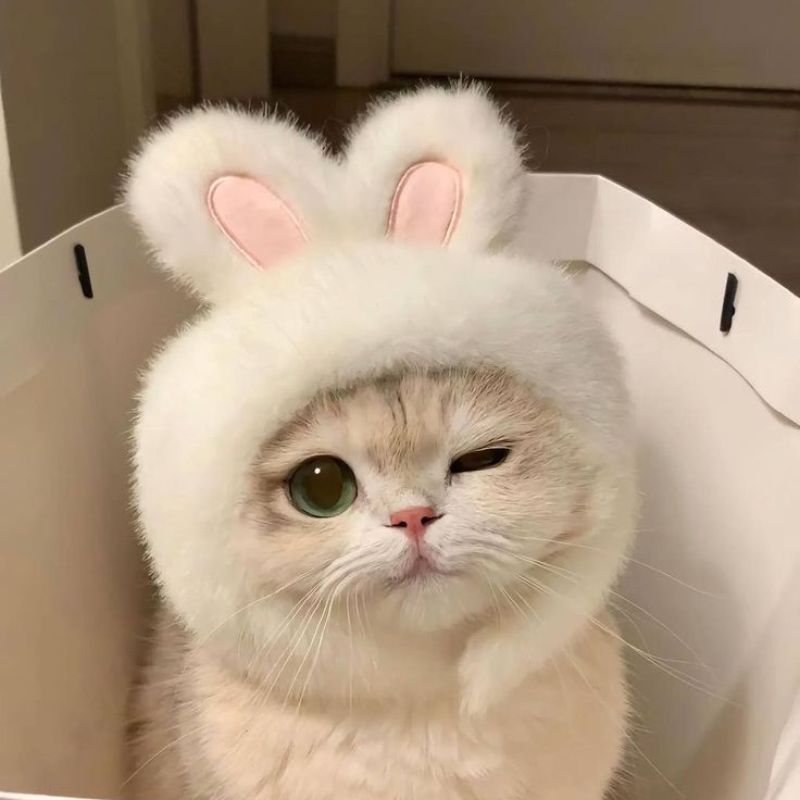 Avatar mèo vô tri dễ thương - 4