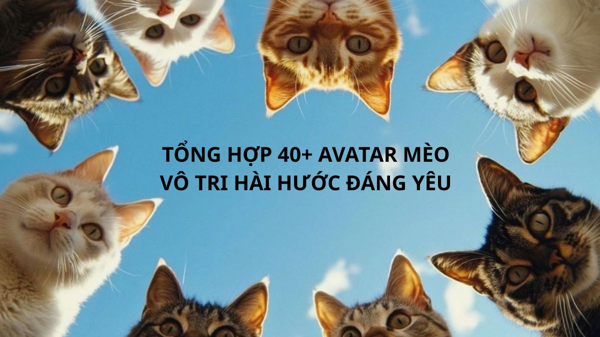 Tổng hợp 40+ avatar mèo vô tri hài hước đáng yêu