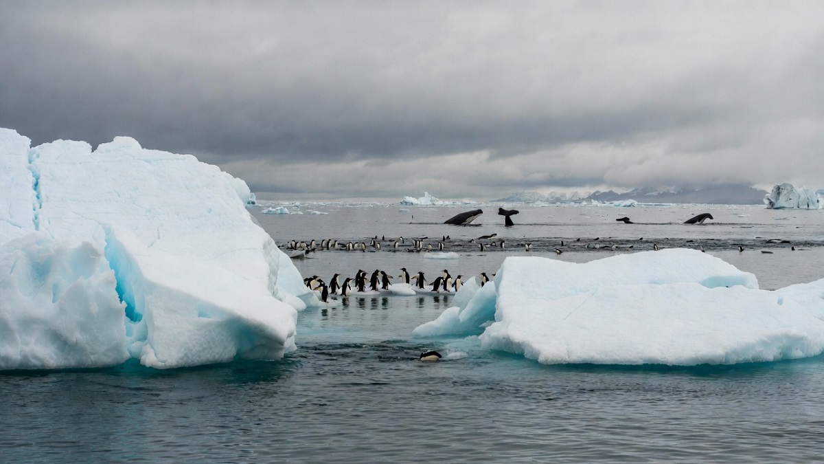 Hình ảnh băng tan ở Nam cực - 9
