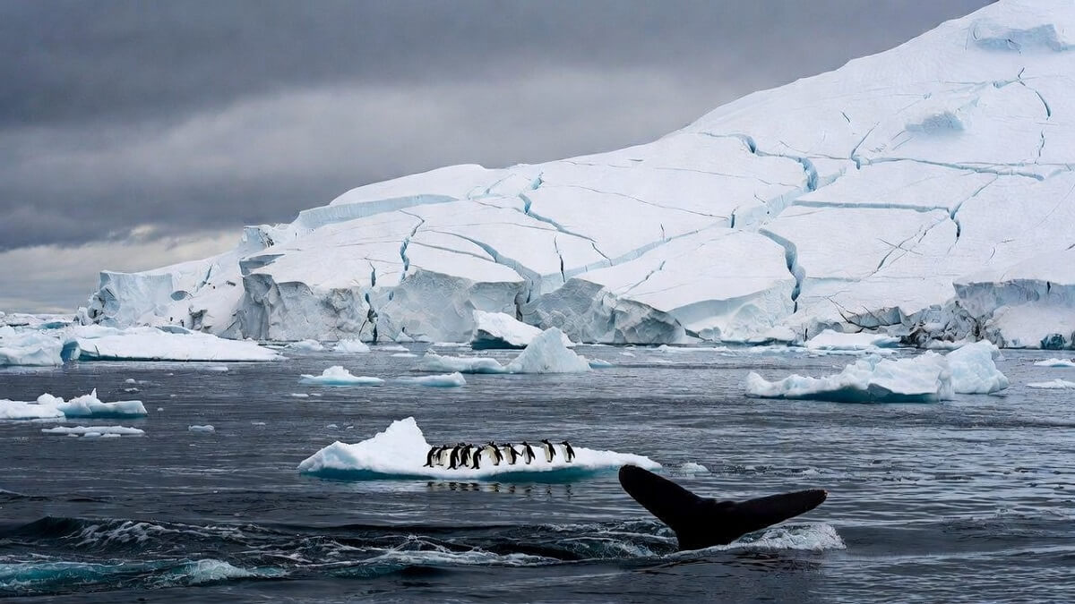 Hình ảnh băng tan ở Nam cực - 10