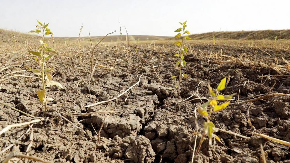 Hình ảnh hạn hán và sa mạc hóa - 4