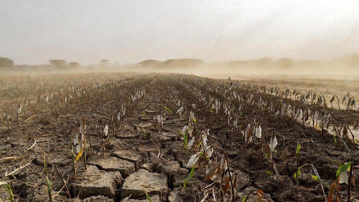 Hình ảnh hạn hán và sa mạc hóa - 6