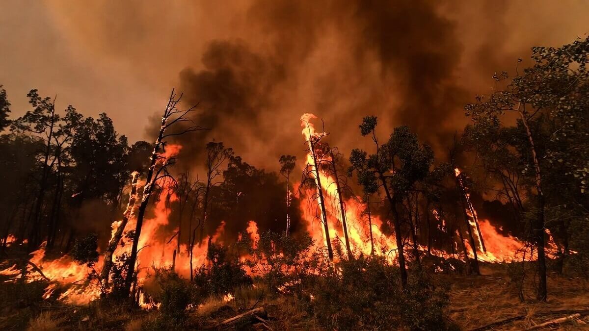 Hình ảnh cháy rừng do nhiệt độ tăng cao - 1