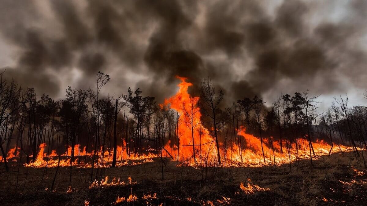 Hình ảnh cháy rừng do nhiệt độ tăng cao - 2