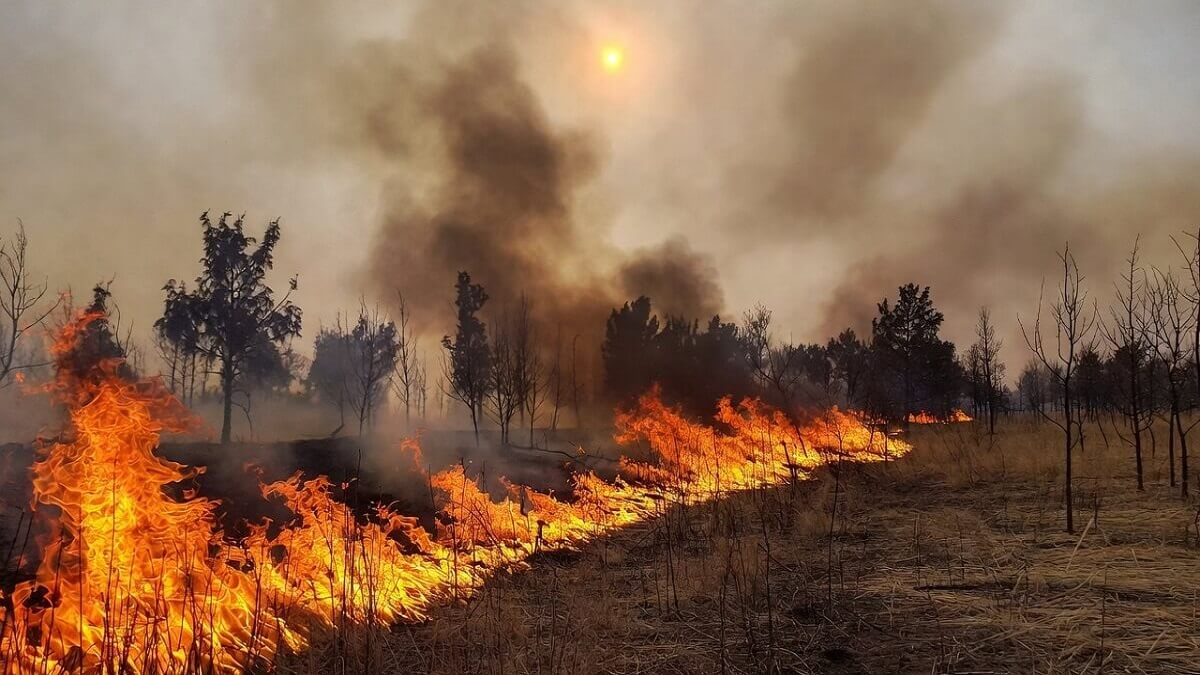 Hình ảnh cháy rừng do nhiệt độ tăng cao - 3