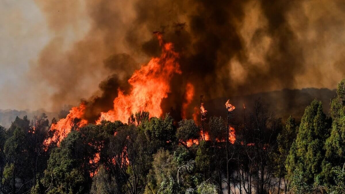 Hình ảnh cháy rừng do nhiệt độ tăng cao - 4