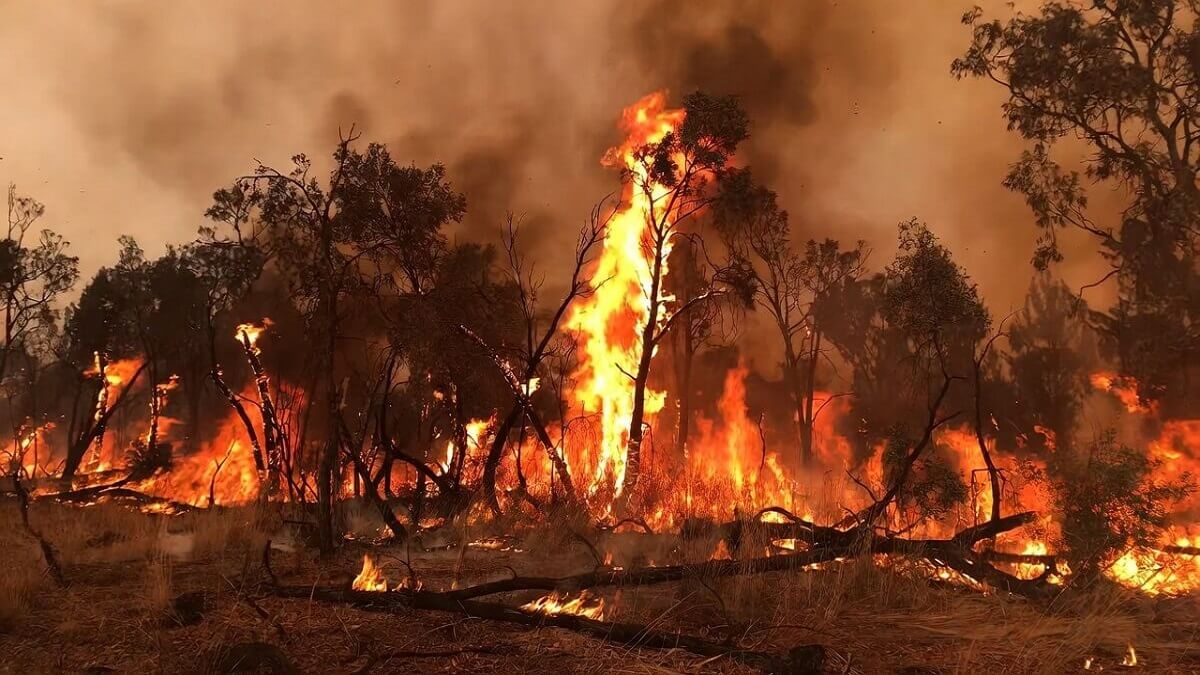 Hình ảnh cháy rừng do nhiệt độ tăng cao - 5
