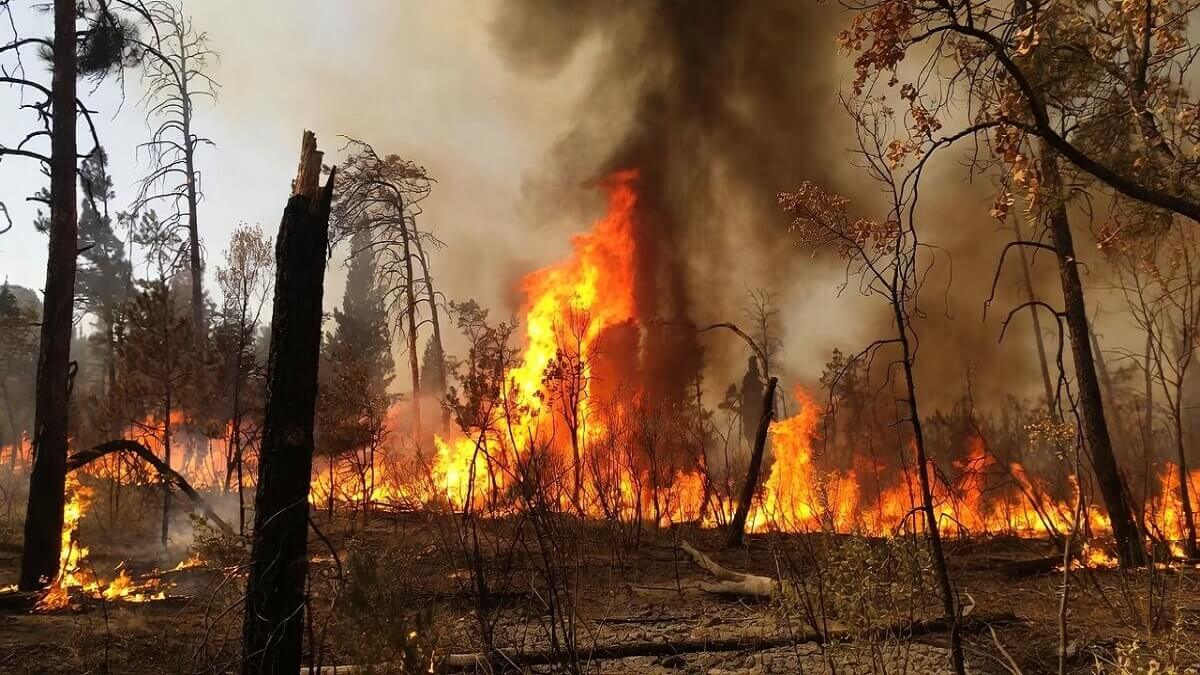 Hình ảnh cháy rừng do nhiệt độ tăng cao - 6