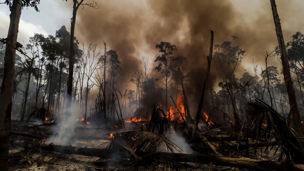 Hình ảnh cháy rừng do nhiệt độ tăng cao - 7
