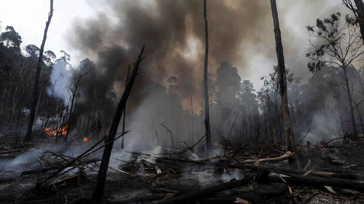 Hình ảnh cháy rừng do nhiệt độ tăng cao - 8