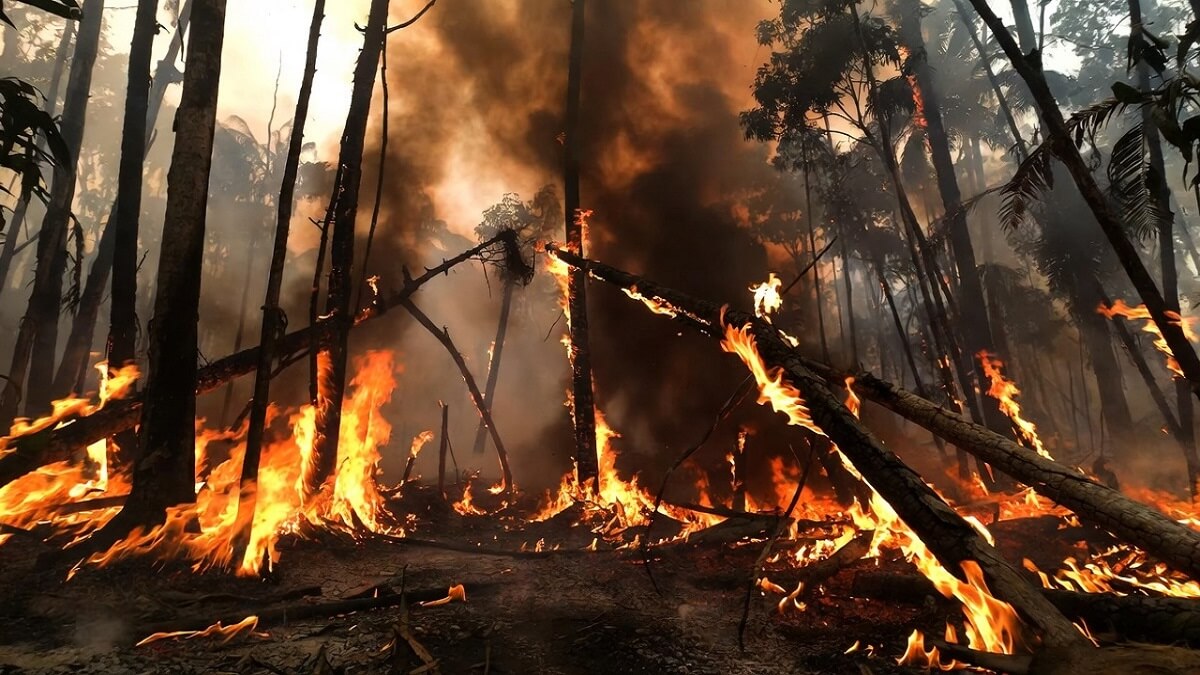 Hình ảnh cháy rừng do nhiệt độ tăng cao - 9