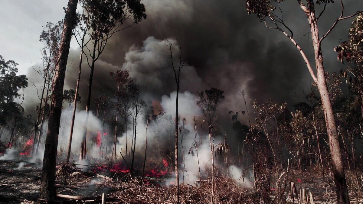 Hình ảnh cháy rừng do nhiệt độ tăng cao - 10