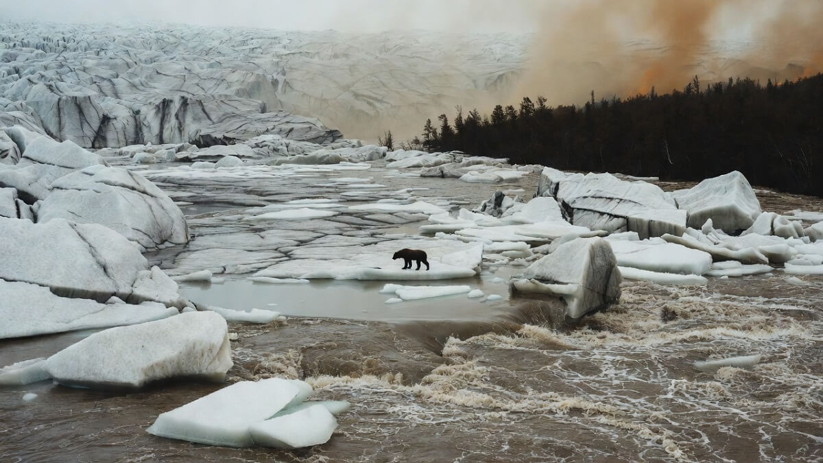 Hình ảnh động vật bị ảnh hưởng do biến đổi khí hậu - 6