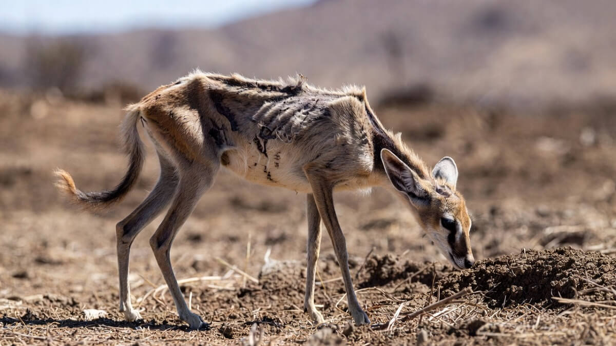 Hình ảnh động vật bị ảnh hưởng do biến đổi khí hậu - 7