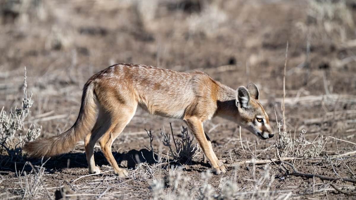 Hình ảnh động vật bị ảnh hưởng do biến đổi khí hậu - 8