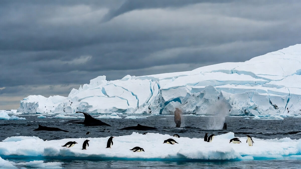 Hình ảnh băng tan ở Nam cực - 7