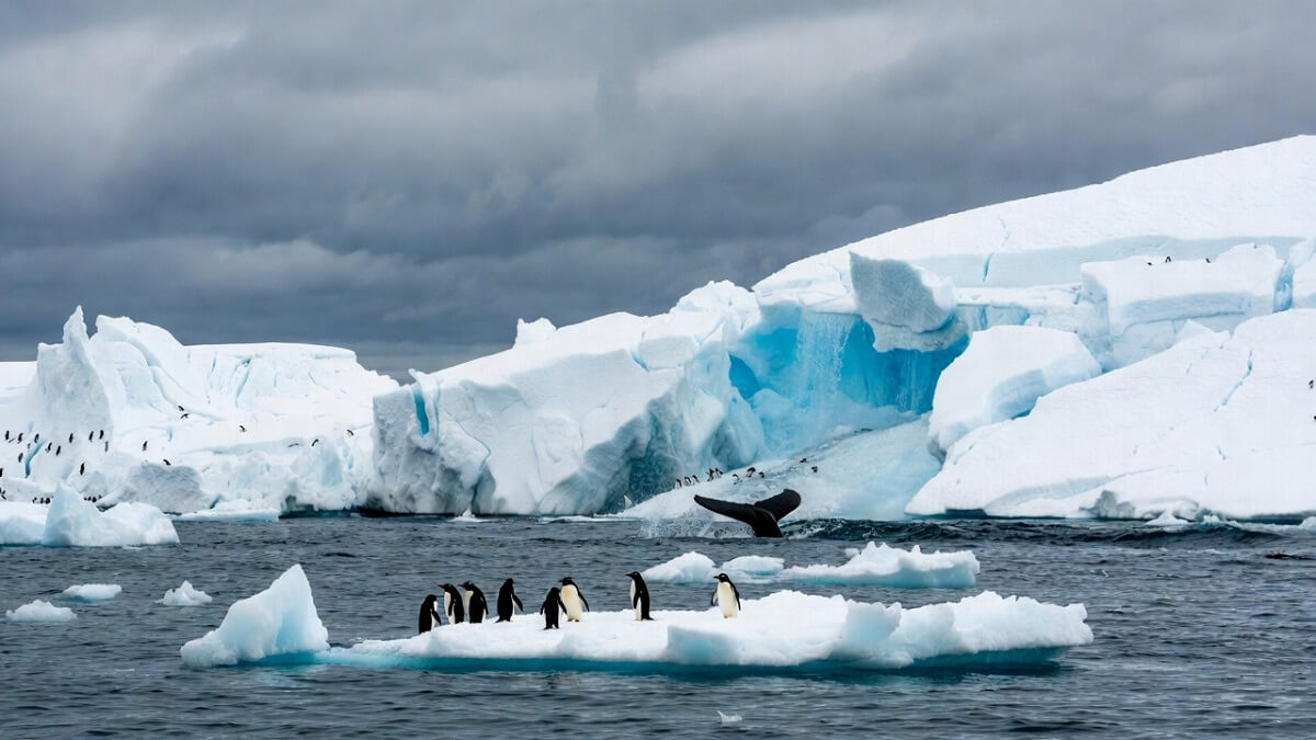 Hình ảnh băng tan ở Nam cực - 8