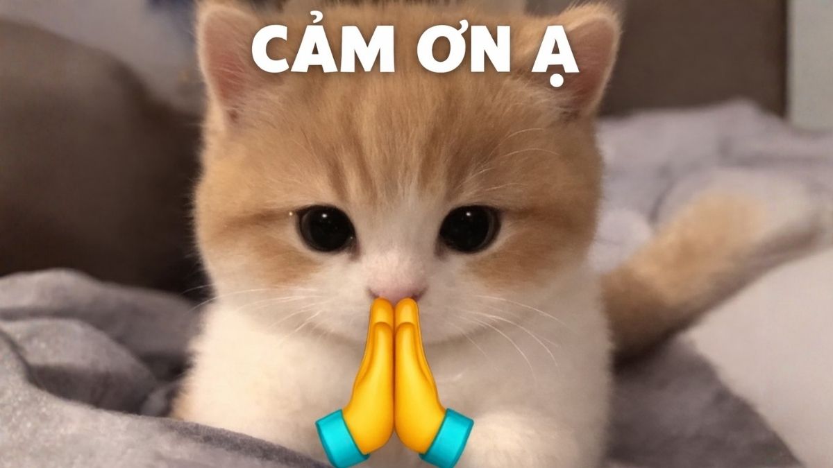 Hình ảnh cảm ơn hài hước - 2