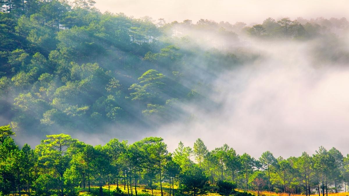 Hình ảnh đồi thông Đà Lạt - 1