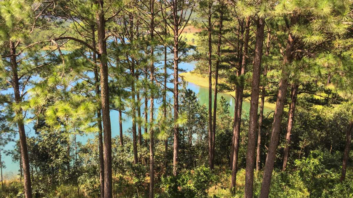 Hình ảnh đồi thông Đà Lạt - 2