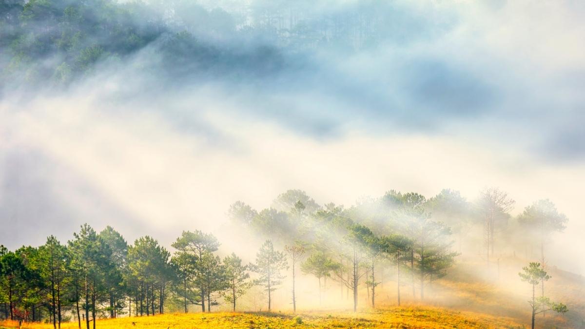 Hình ảnh đồi thông Đà Lạt - 4