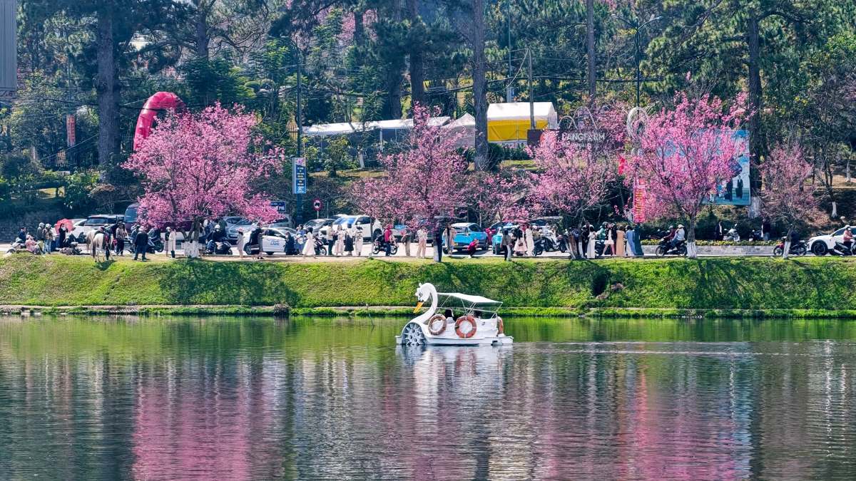 Hình ảnh Đà Lạt theo mùa Xuân - 2