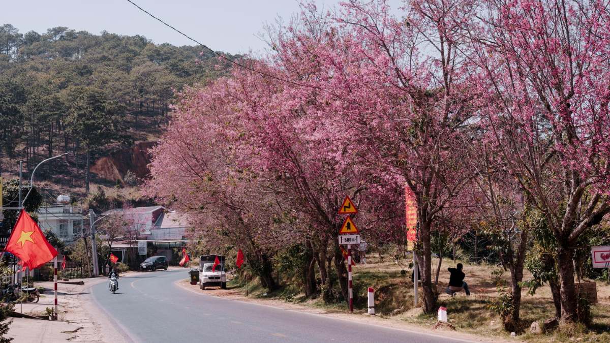 Hình ảnh Đà Lạt theo mùa Xuân - 3