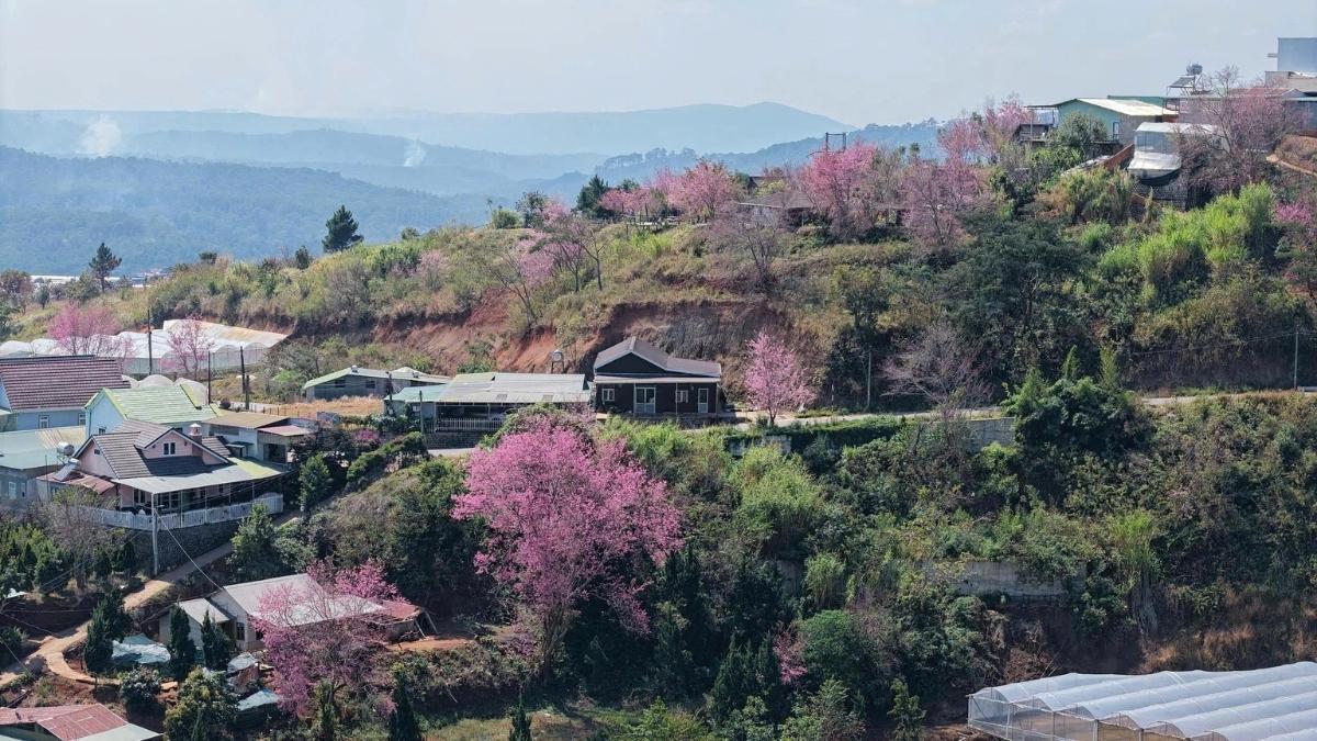 Hình ảnh Đà Lạt theo mùa Xuân - 5