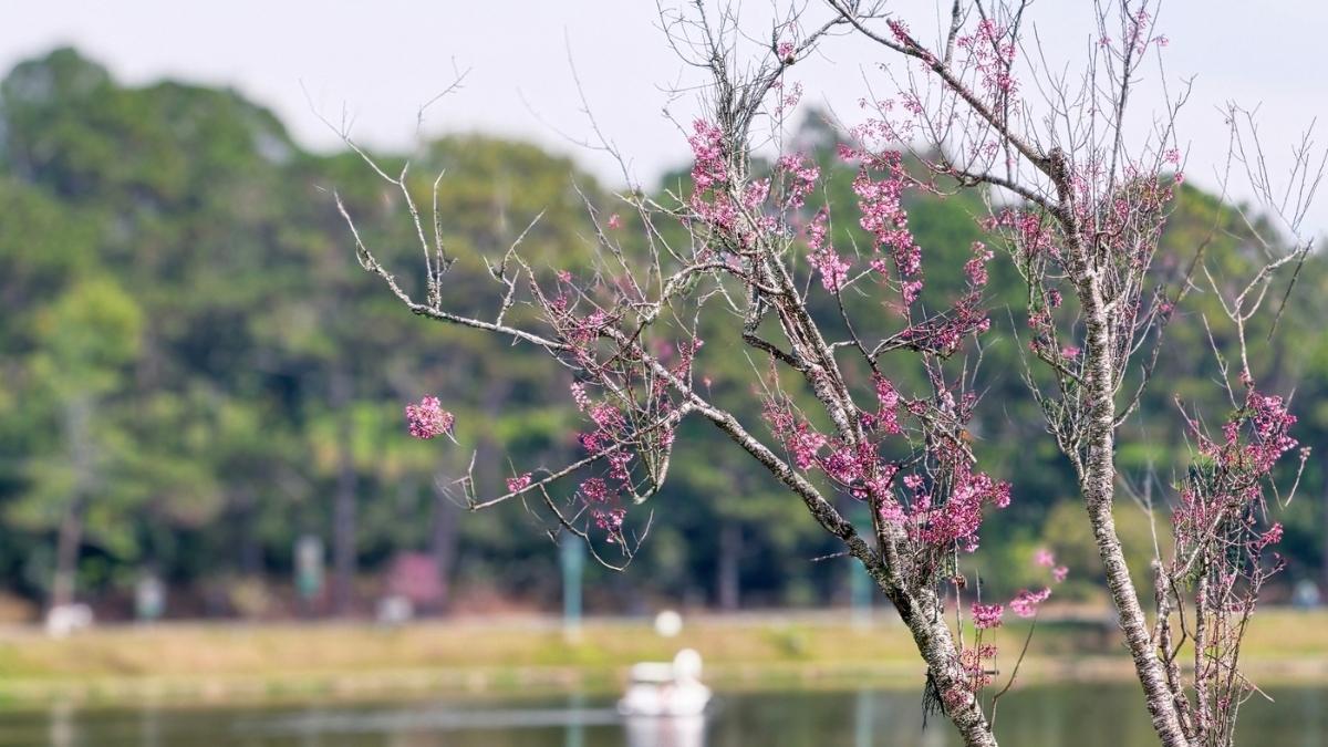 Hình ảnh Đà Lạt theo mùa Xuân - 6