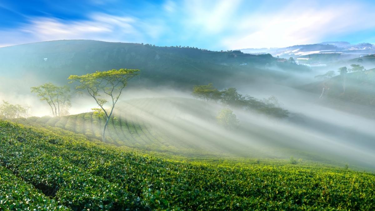 Hình ảnh Đà Lạt theo mùa Đông - 2