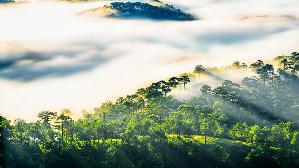 Hình ảnh Đà Lạt theo mùa Đông - 4