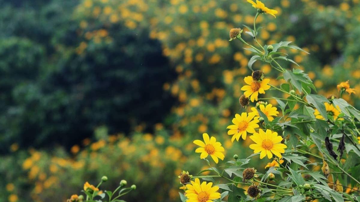 Bộ sưu tập hình ảnh hoa Đà Lạt - 1