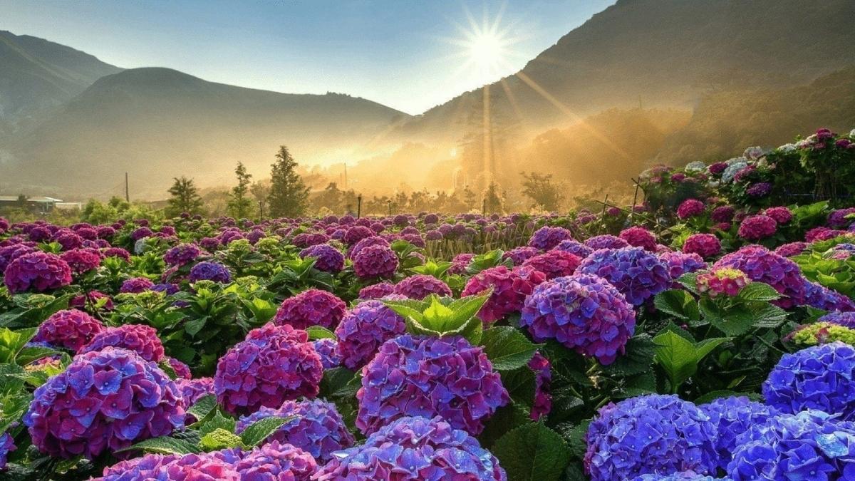 Bộ sưu tập hình ảnh hoa Đà Lạt - 2