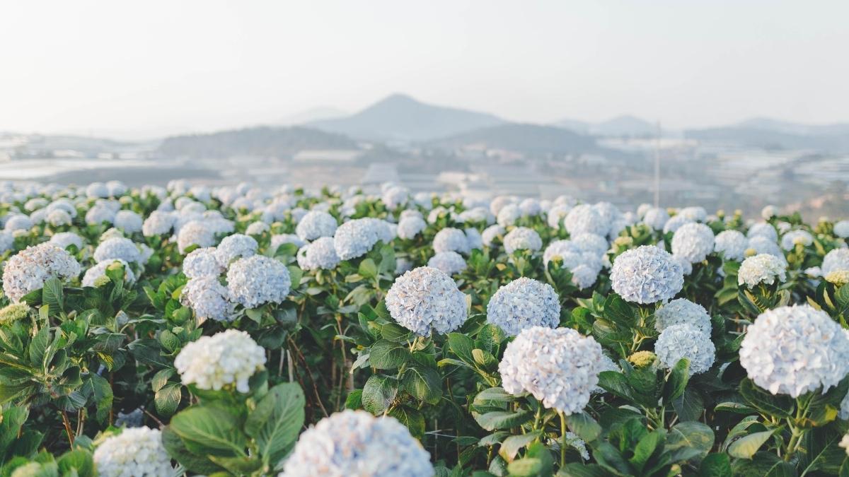 Bộ sưu tập hình ảnh hoa Đà Lạt - 3