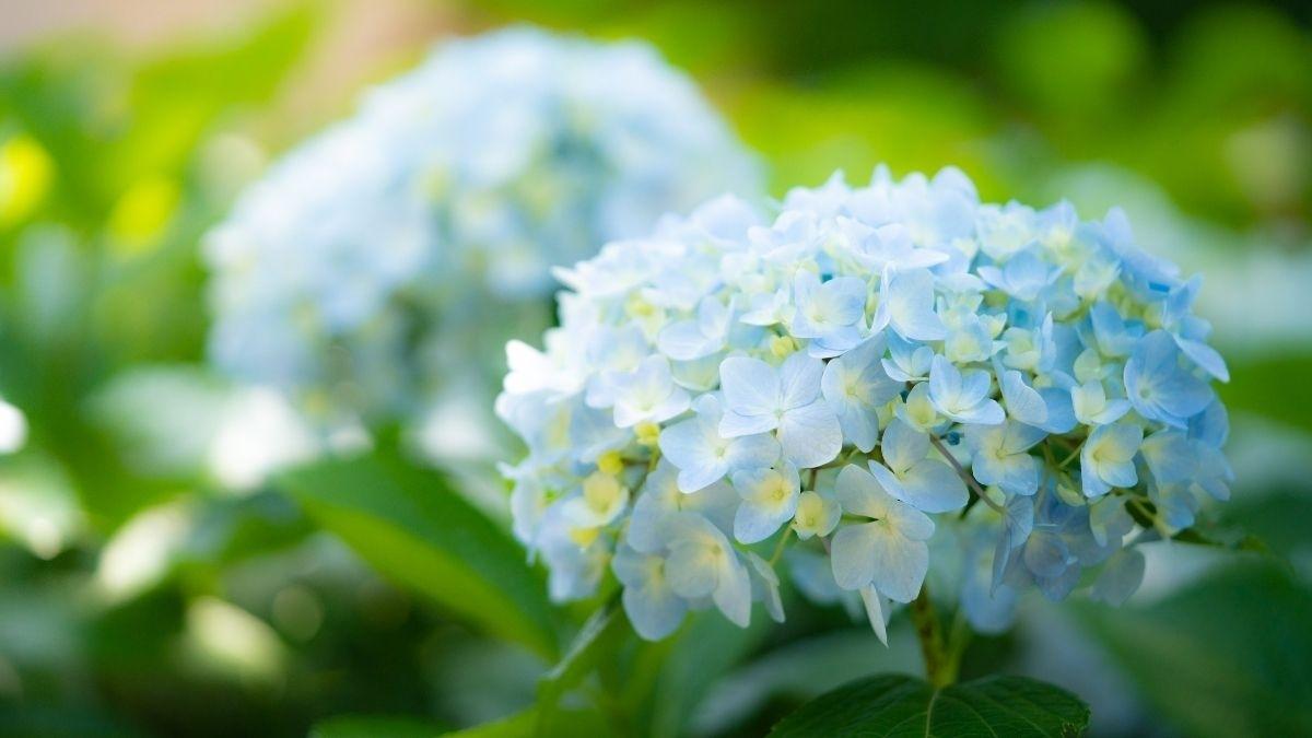 Bộ sưu tập hình ảnh hoa Đà Lạt - 4