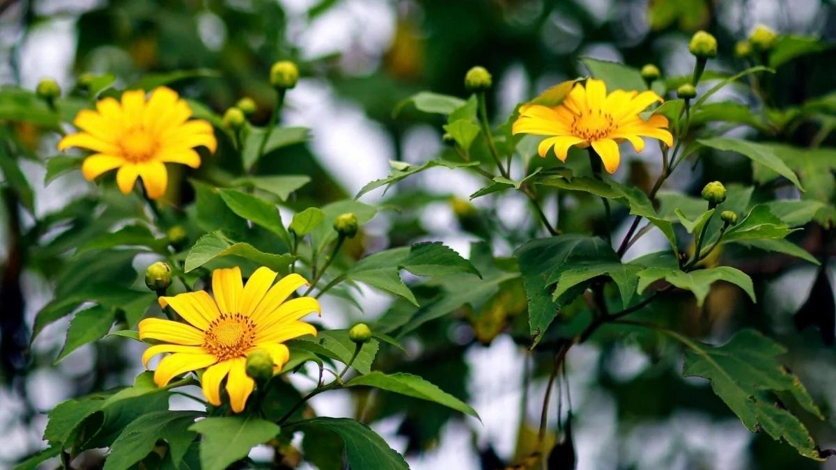 Bộ sưu tập hình ảnh hoa Đà Lạt - 5