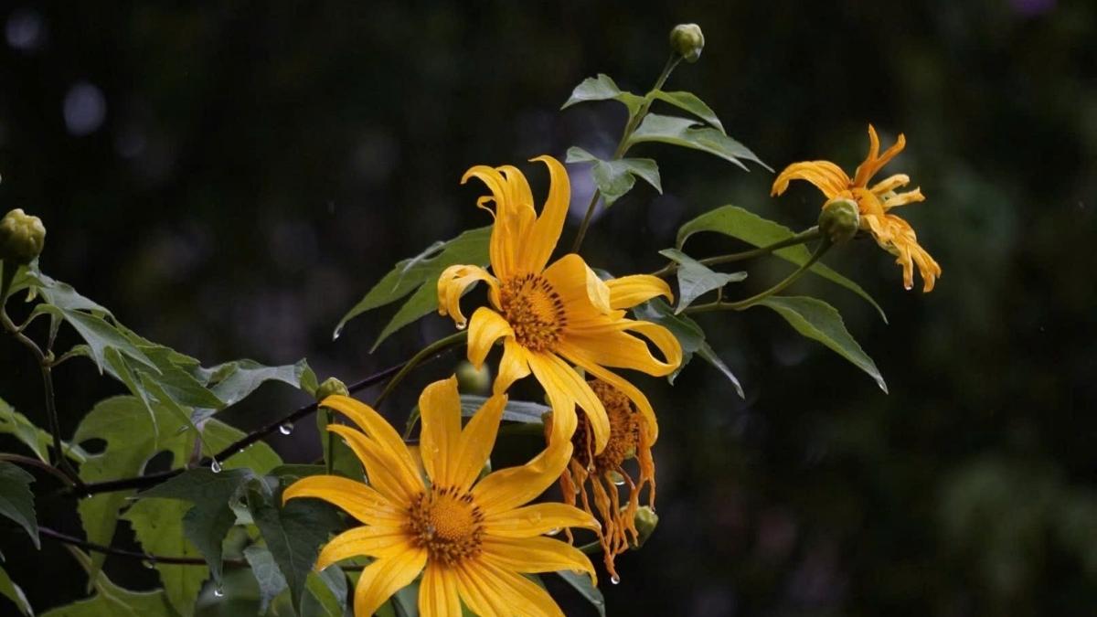 Bộ sưu tập hình ảnh hoa Đà Lạt - 6