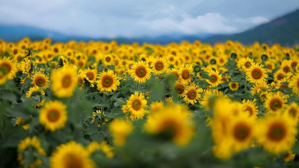 Bộ sưu tập hình ảnh hoa Đà Lạt - 9