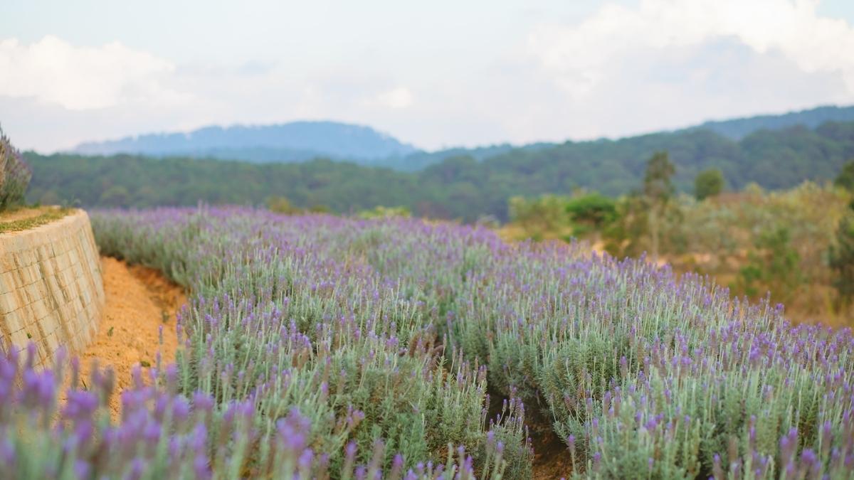 Bộ sưu tập hình ảnh hoa Đà Lạt - 10