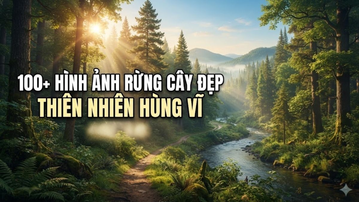 100+ Hình ảnh rừng cây đẹp thiên nhiên hùng vĩ bao la